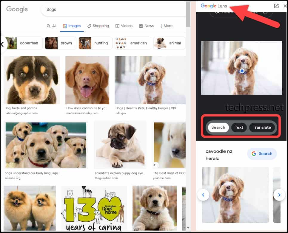 Google Lens Image Search Results